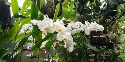 Богор – город орхидей