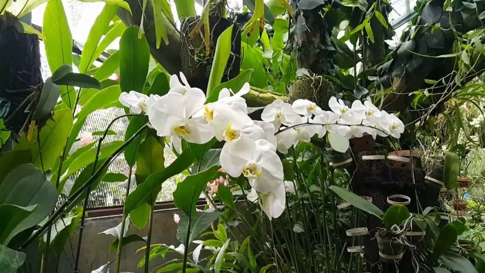 Богор – город орхидей