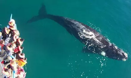 Встреча с китами в Пуэрто-Мадрине