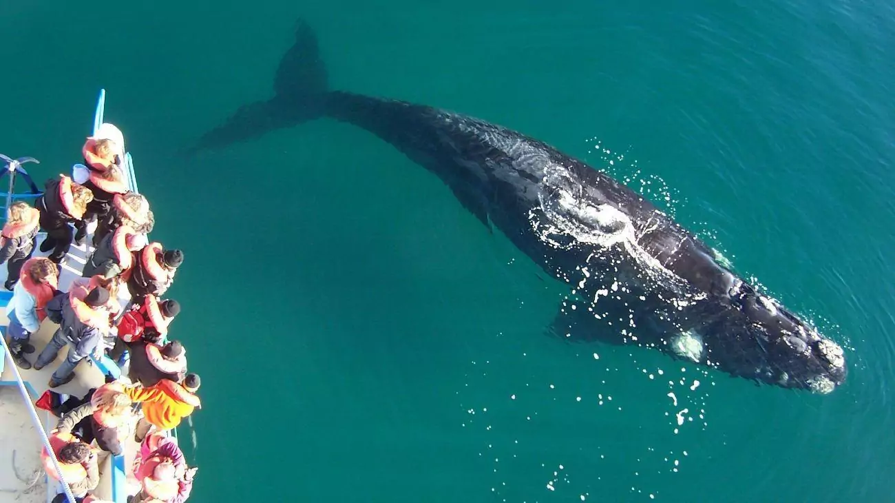 Встреча с китами в Пуэрто-Мадрине