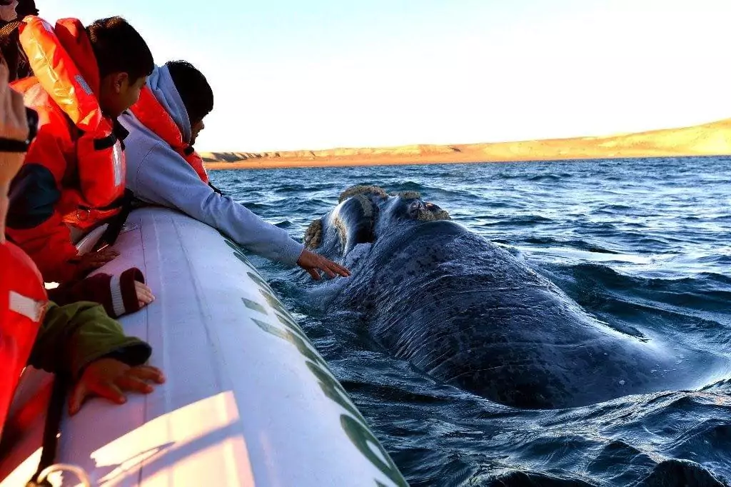 Встреча с китами в Пуэрто-Мадрине 2