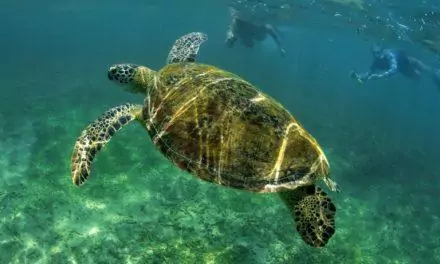 Где поплавать с черепахами на Шри-ланке?