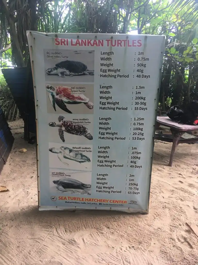 Где поплавать с черепахами на Шри-ланке