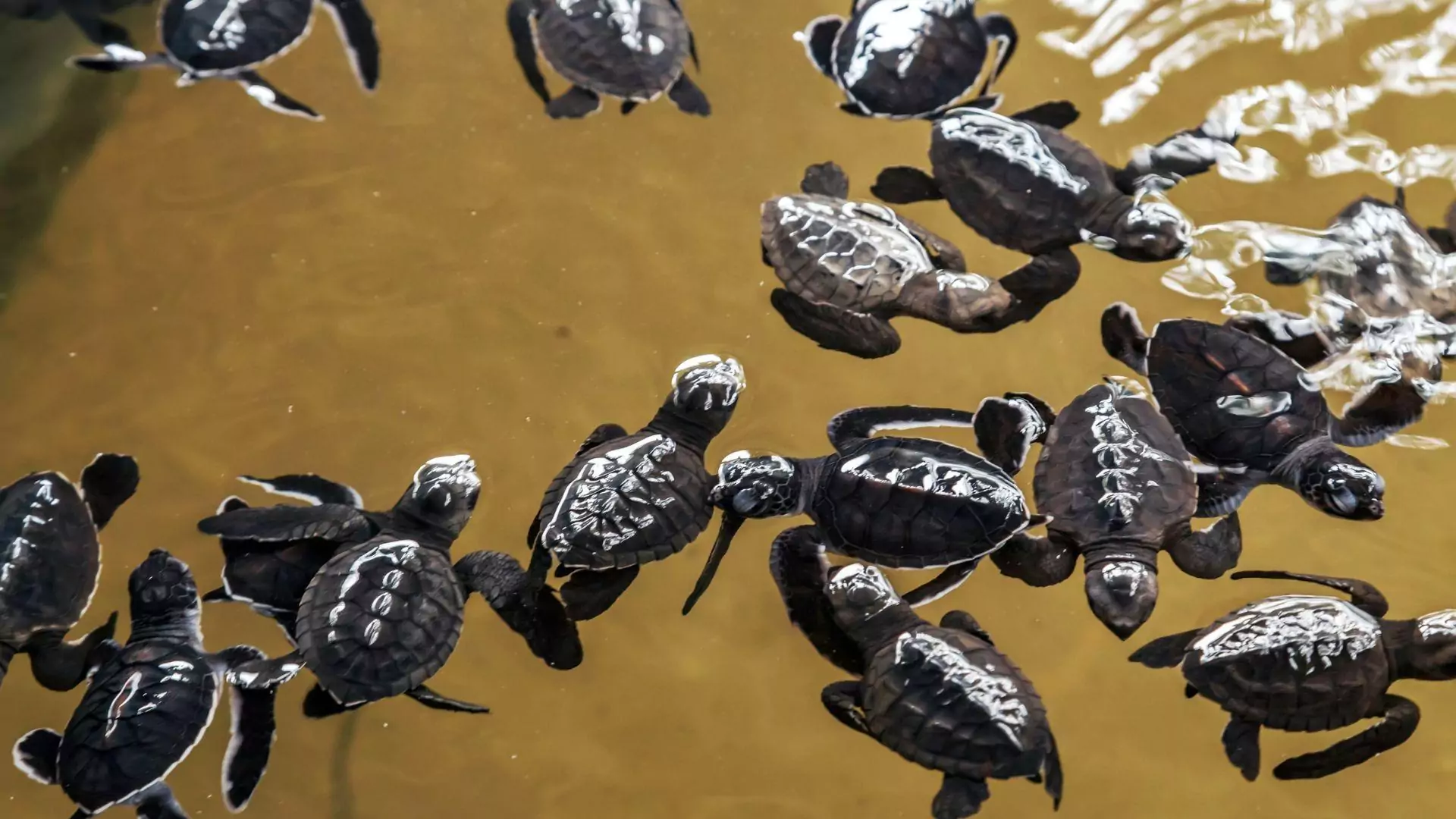 Где поплавать с черепахами на Шри-ланке?