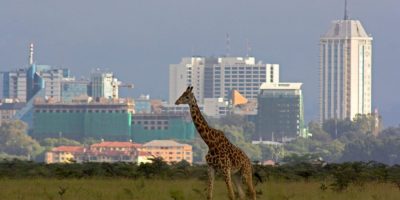 Найроби Жираф в городе