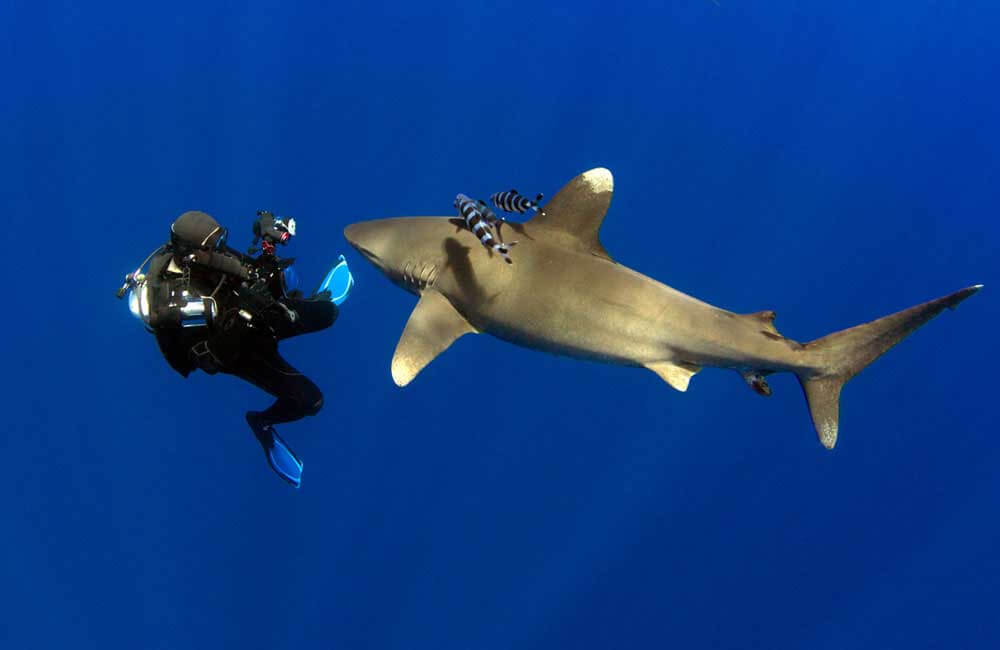 дайвинг с акулами на Кубе

