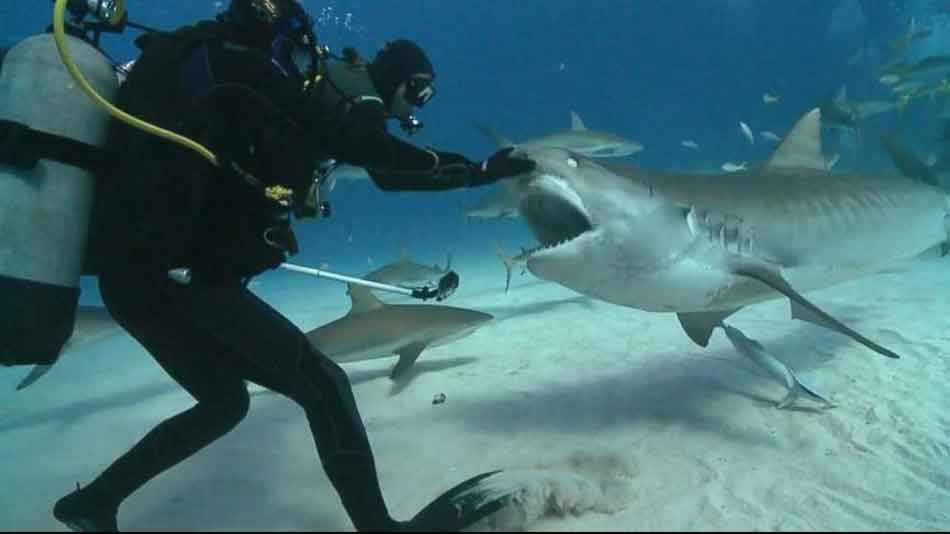 дайвинг с бычьими акулами на Кубе
