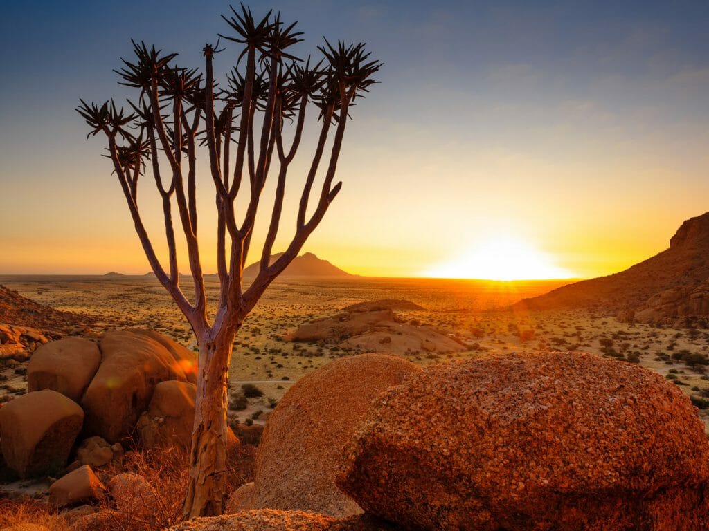 Дерево Кивер Намибия