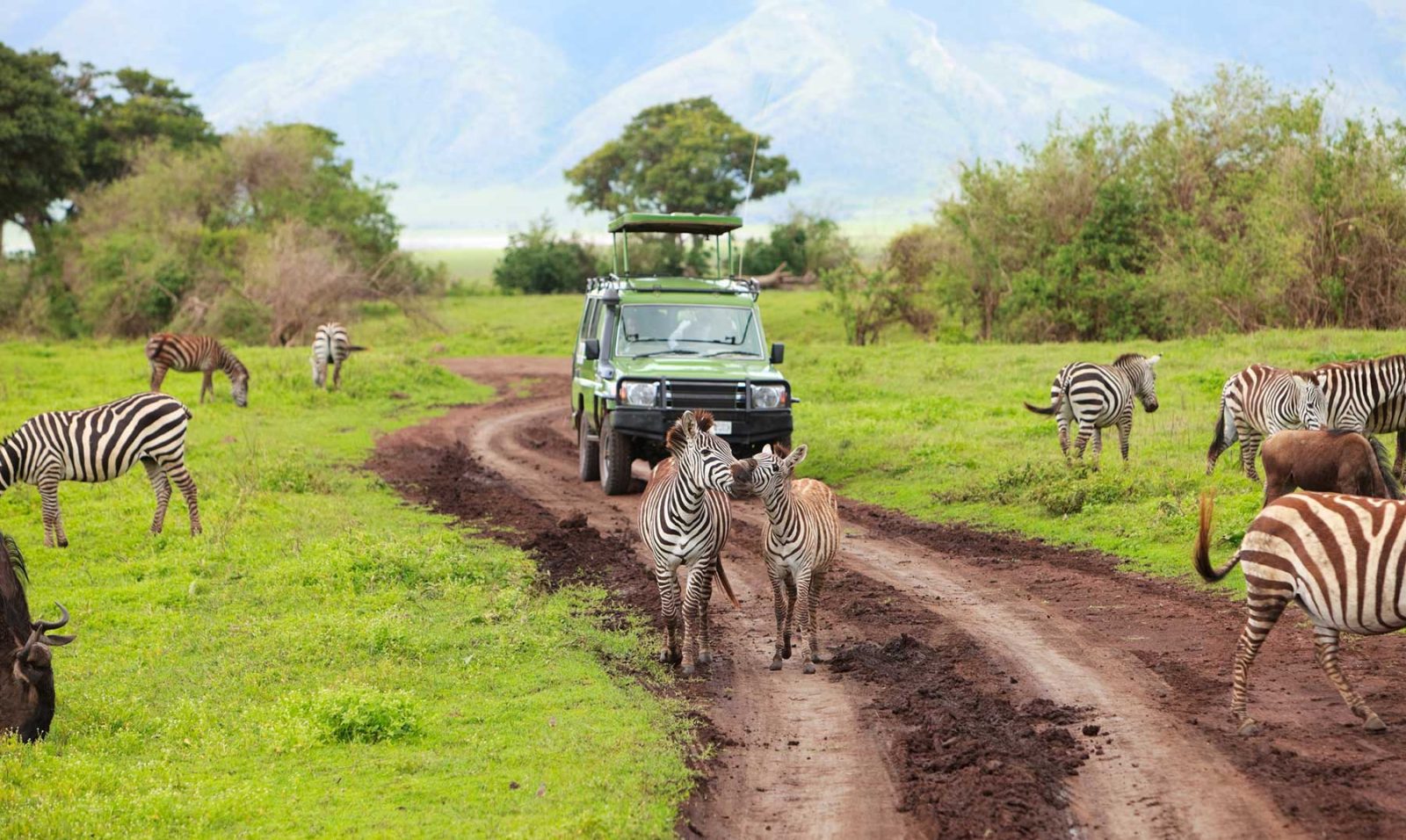 Национальный парк в танзании