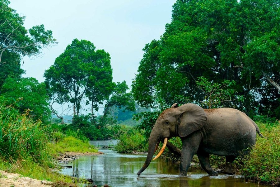 Слон в Конго
