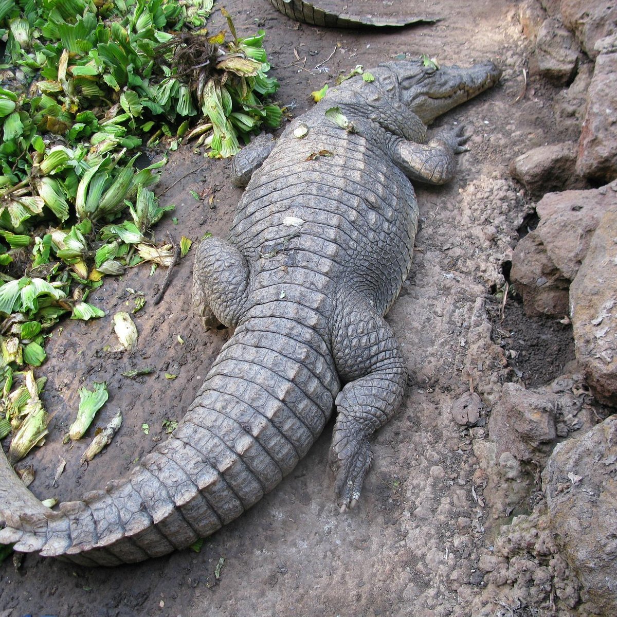 Чем заняться в Гамбии - крокодилы