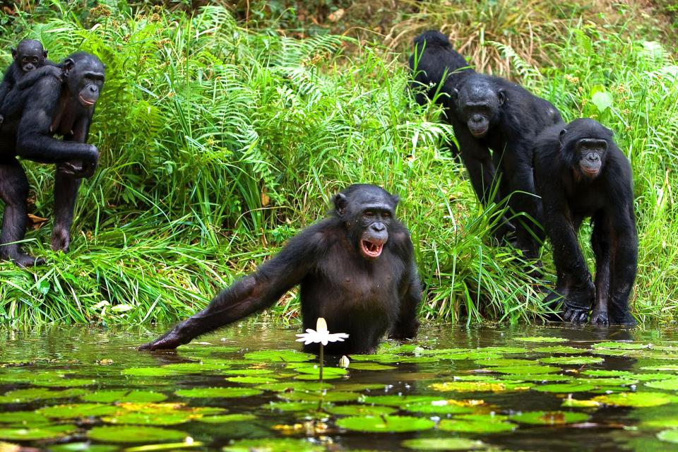 Конго обезьяны