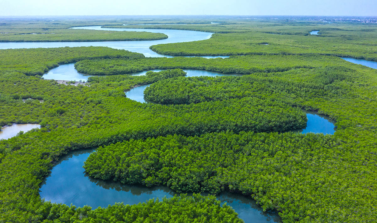 мангровые леса гамбия