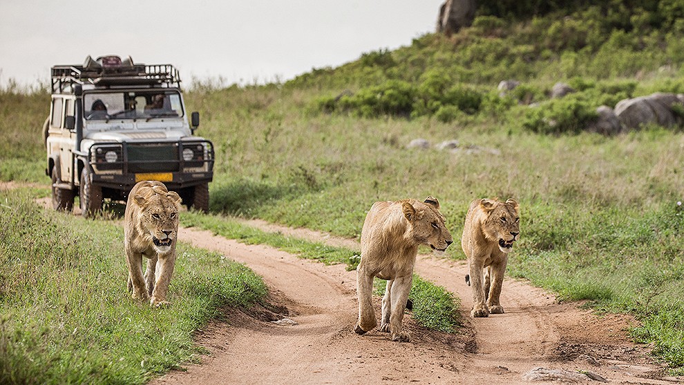 сафари в Кении