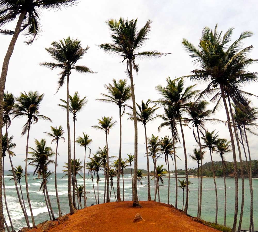 Холм кокосовых пальм