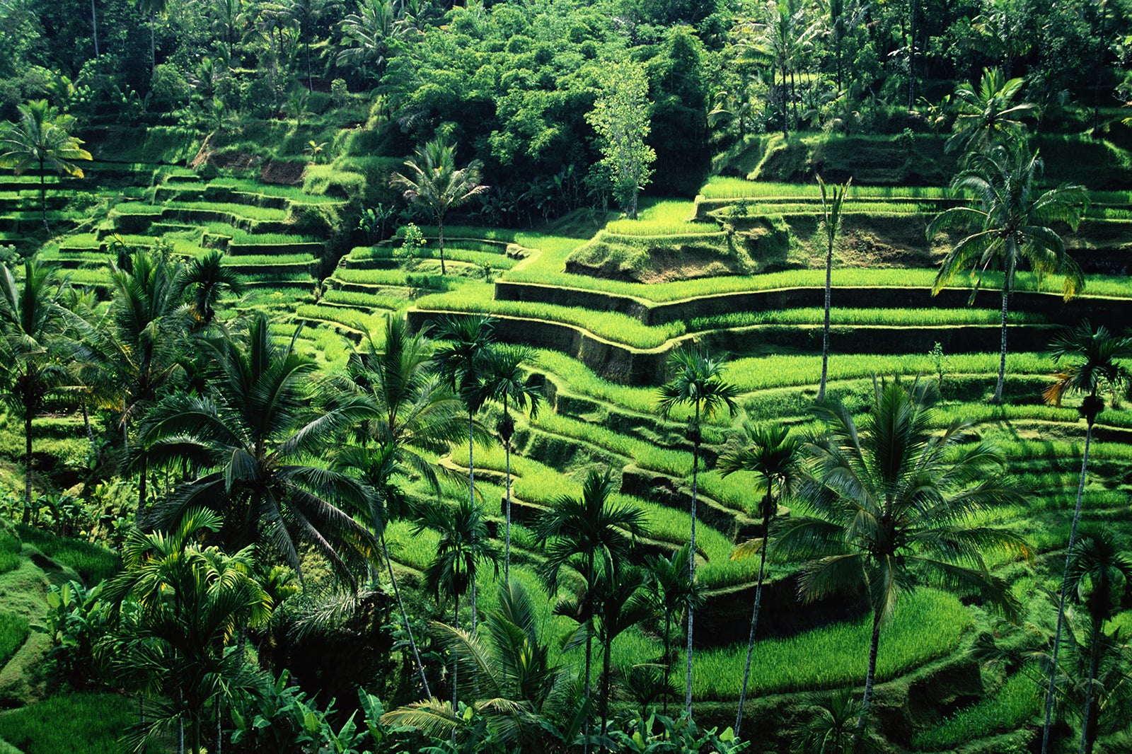 Рисовые террасы Банауэ Филиппины