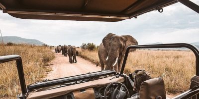 Сафари в Намибии слоны