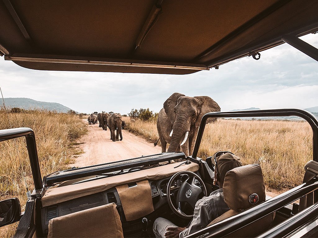Сафари в Намибии слоны