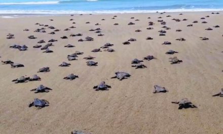 Питомник морских черепах на Шри-ланке