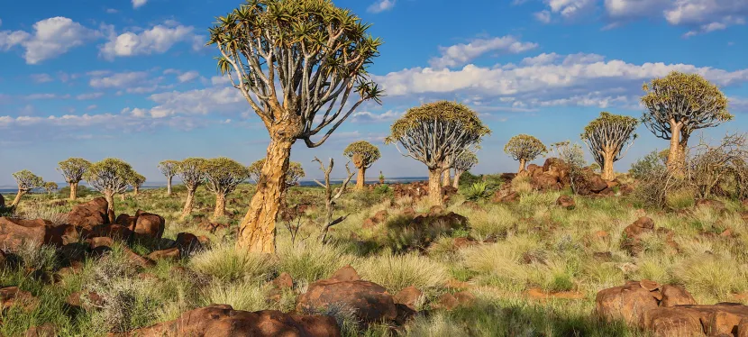 Сафари в Намибии природа
