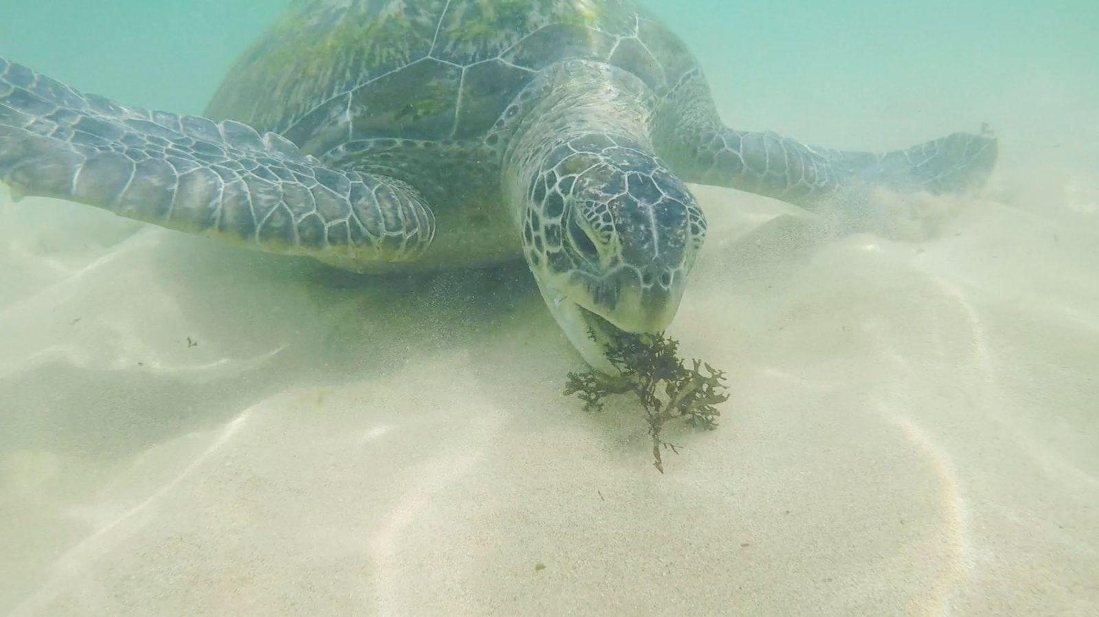 черепаха в воде Унаватуна