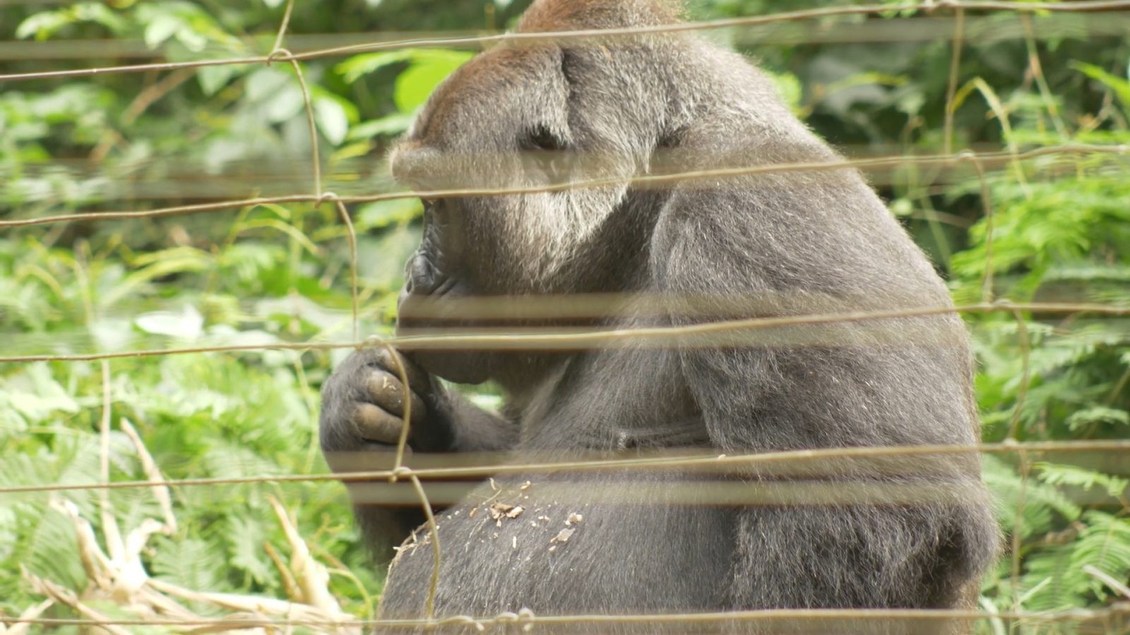 Камерун обезьяна