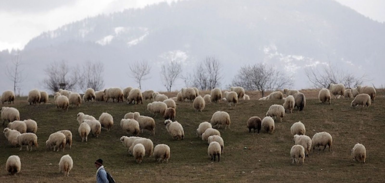 Унгарский пастух овечки