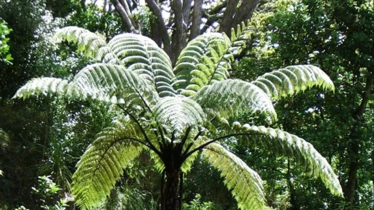 Растительность Новой Зеландии