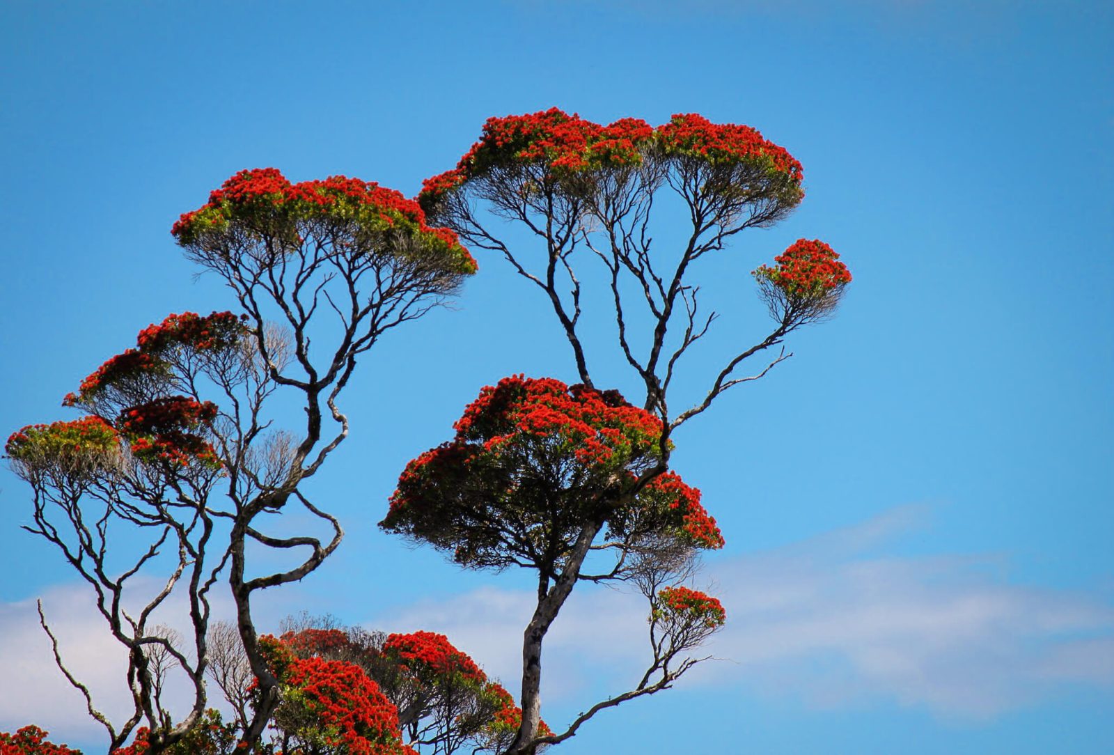 деревья Новой Зеландии