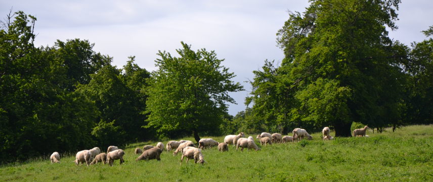 Унгарский пастух пастбища