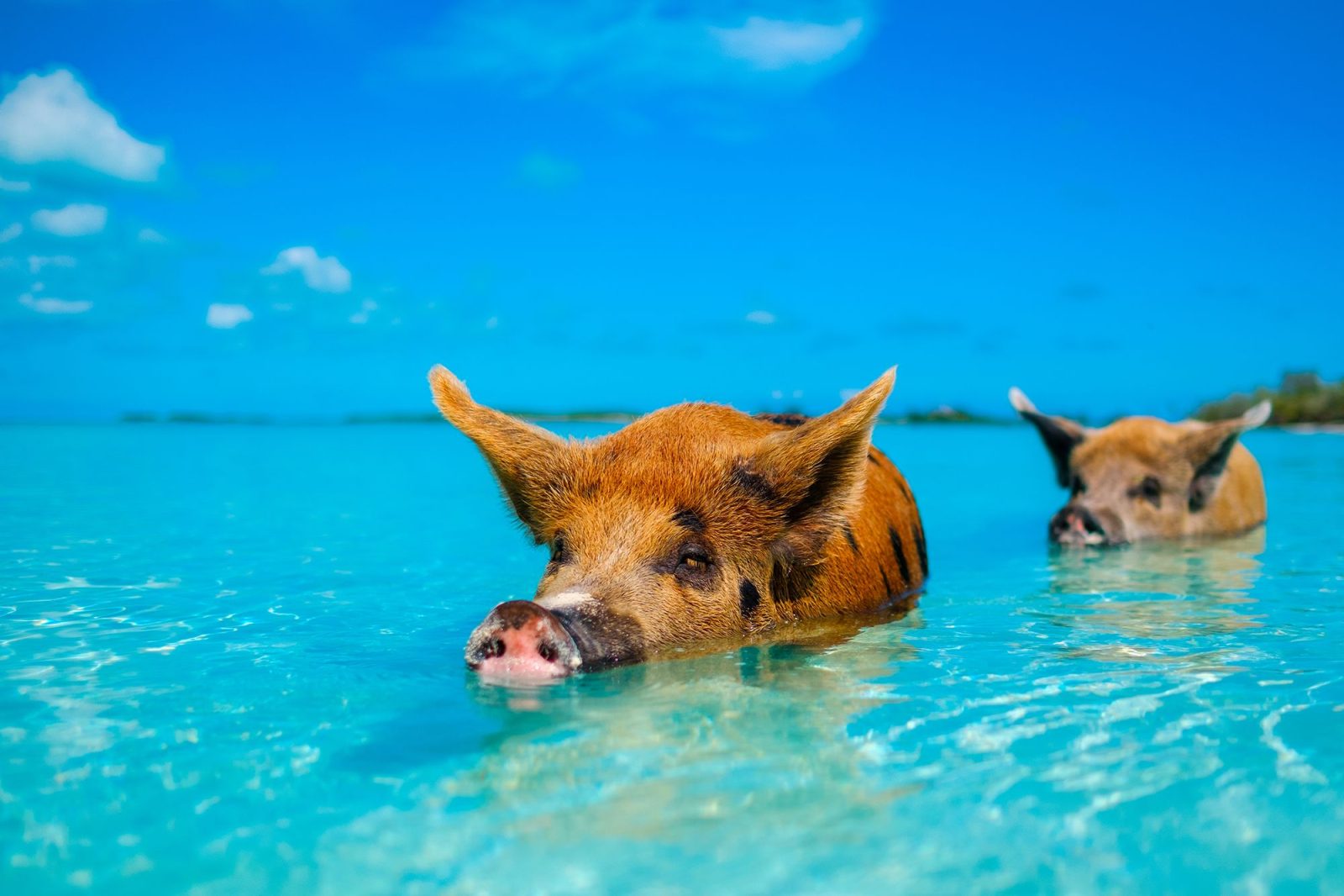 Отдых на Багамских островах Свинки
