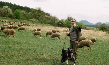 Унгарский пастух: Венгрия