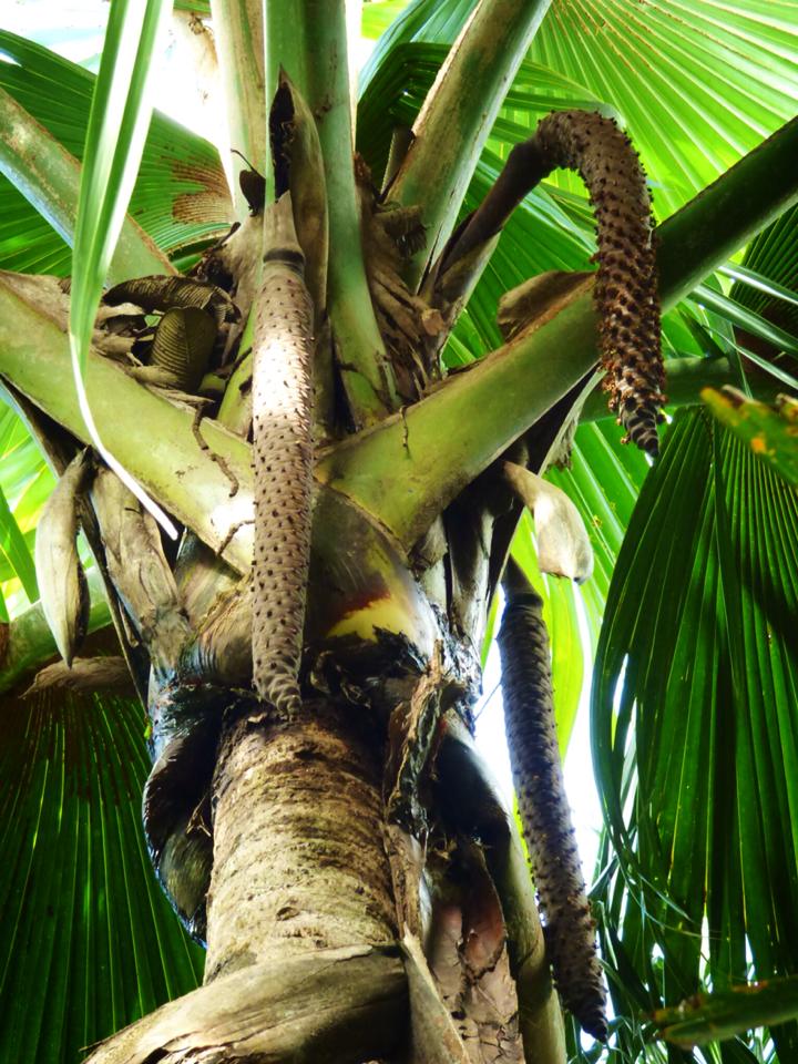Сейшельская пальма вертикально