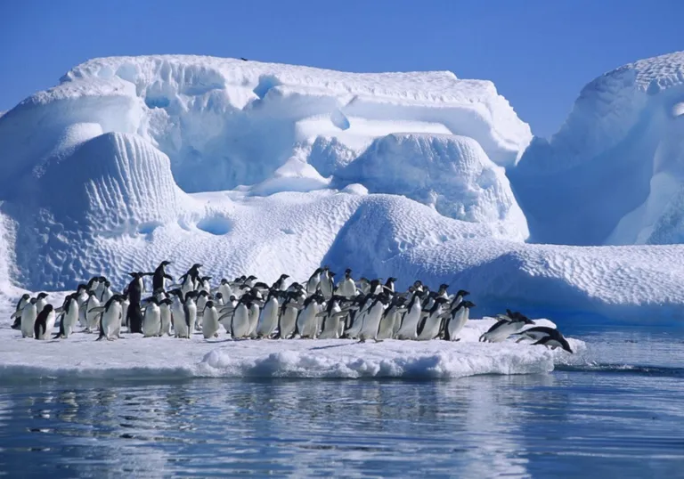 6 крупнейших городов Антарктиды Пингвины