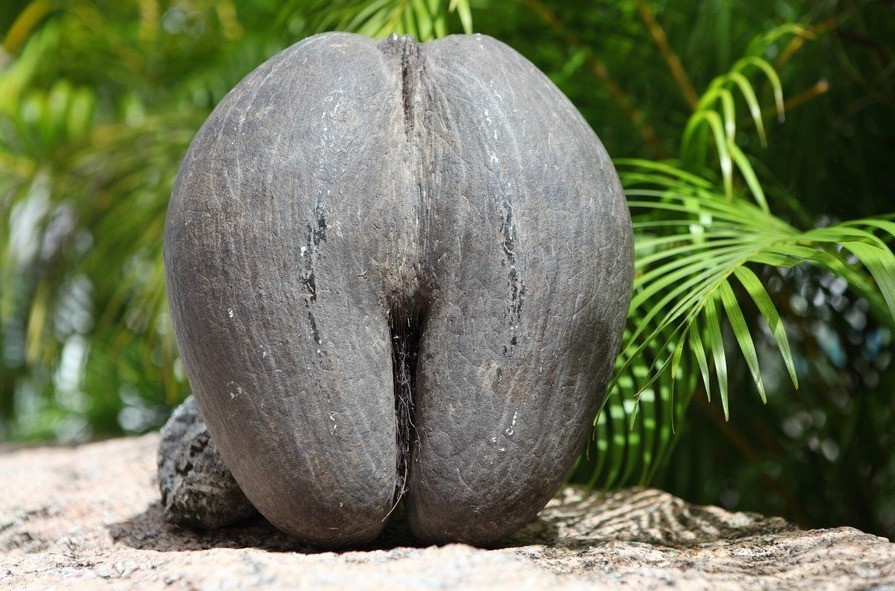 Орех Сейшельской пальмы