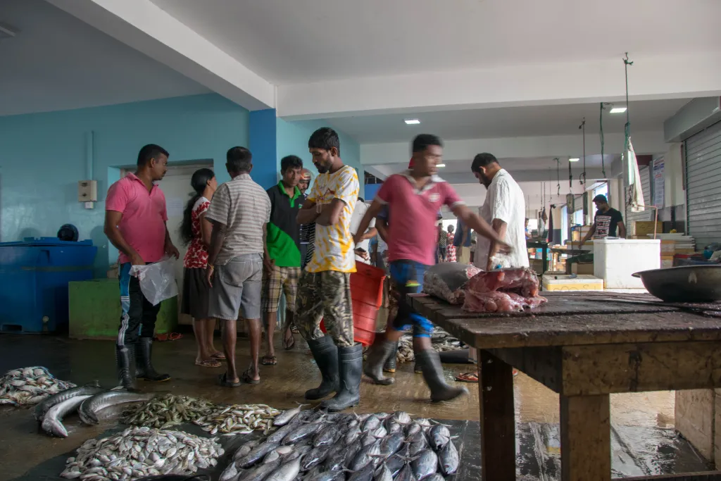 Рыбный рынок Тринкомали