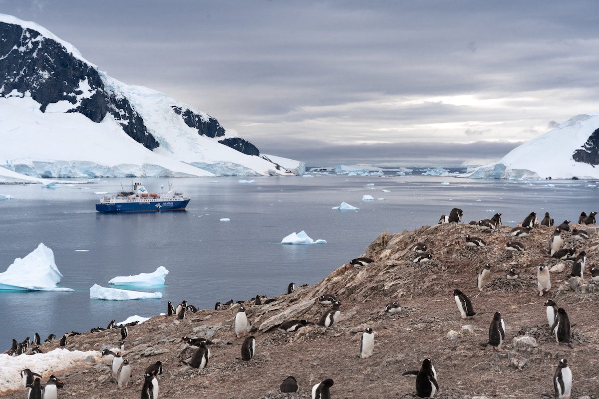 Путешествие в Антарктиду пингвины