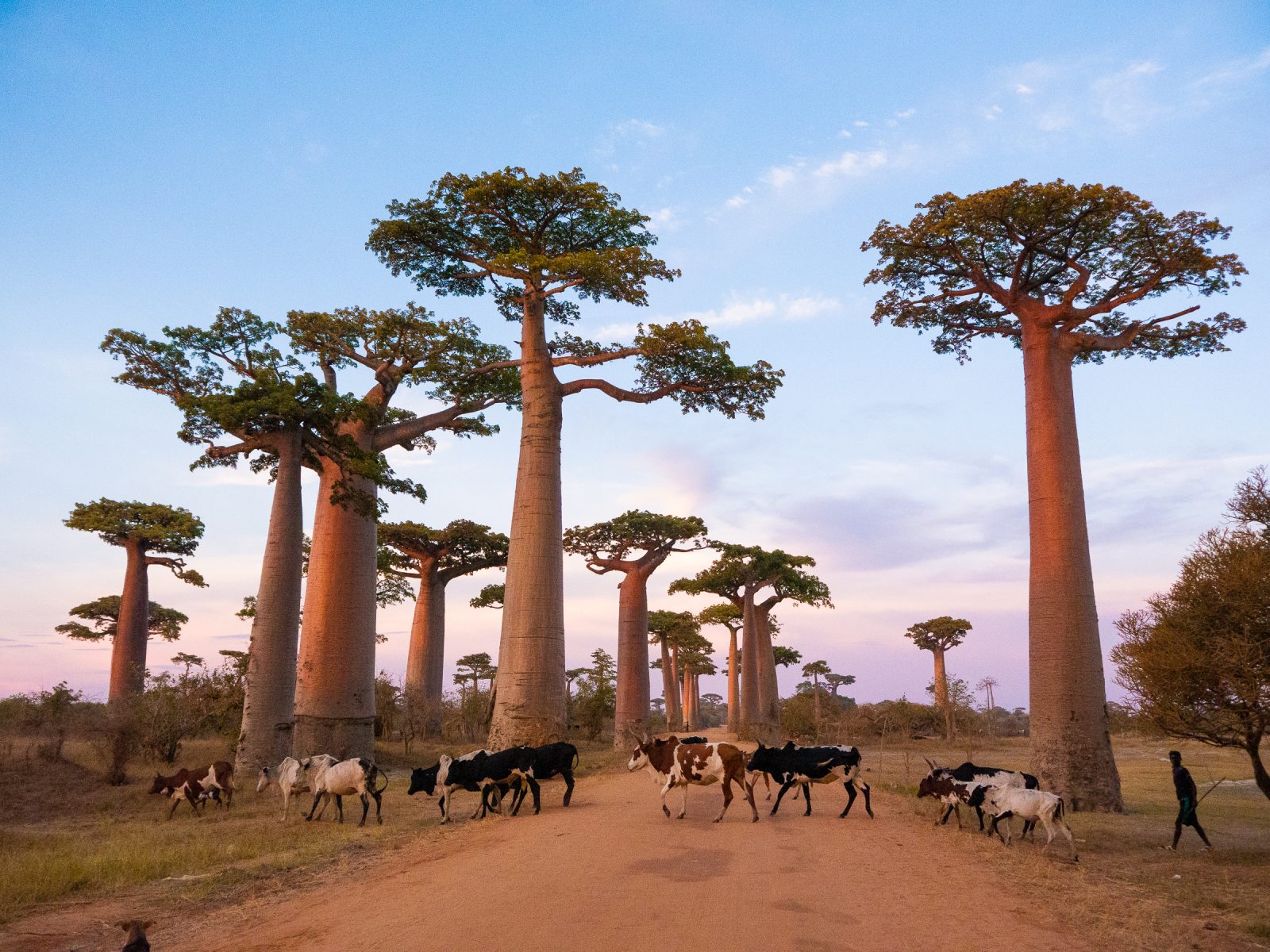 Интересные места Мадагаскара баобабы