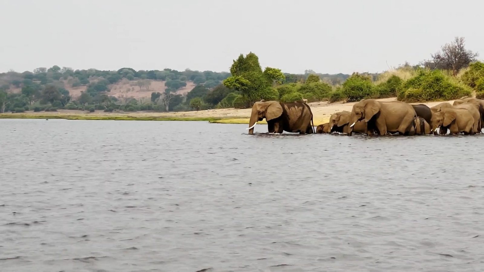 Слоны в Ботсване