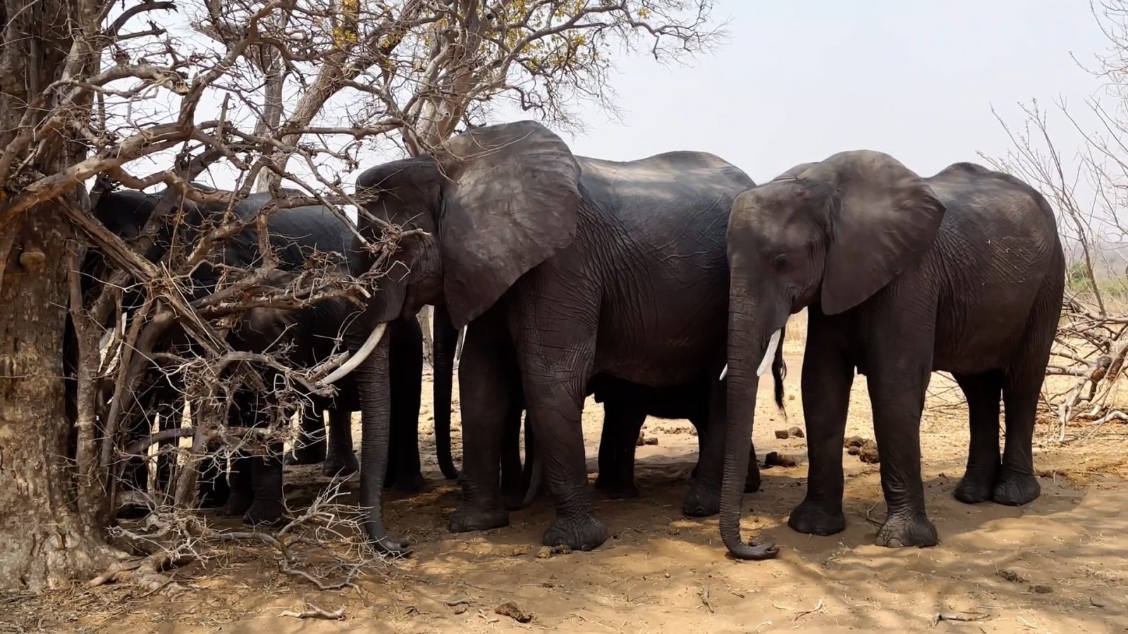 слоны стадо Ботсвана