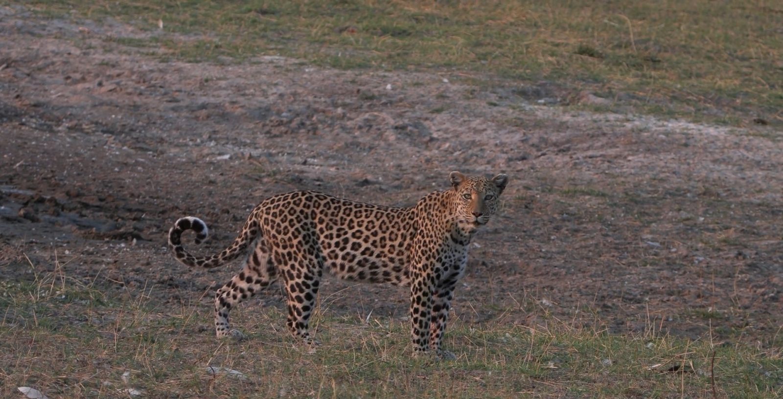 Леопард в парке Ботсваны