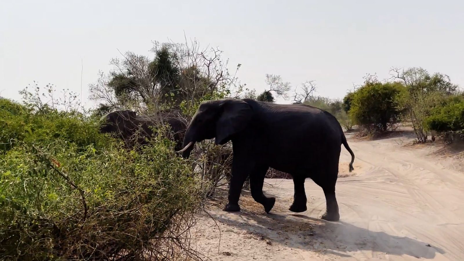 Слон Ботсвана