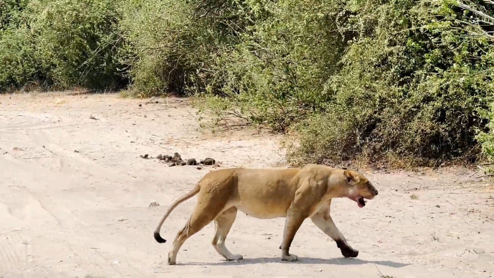 Львица в Ботсване