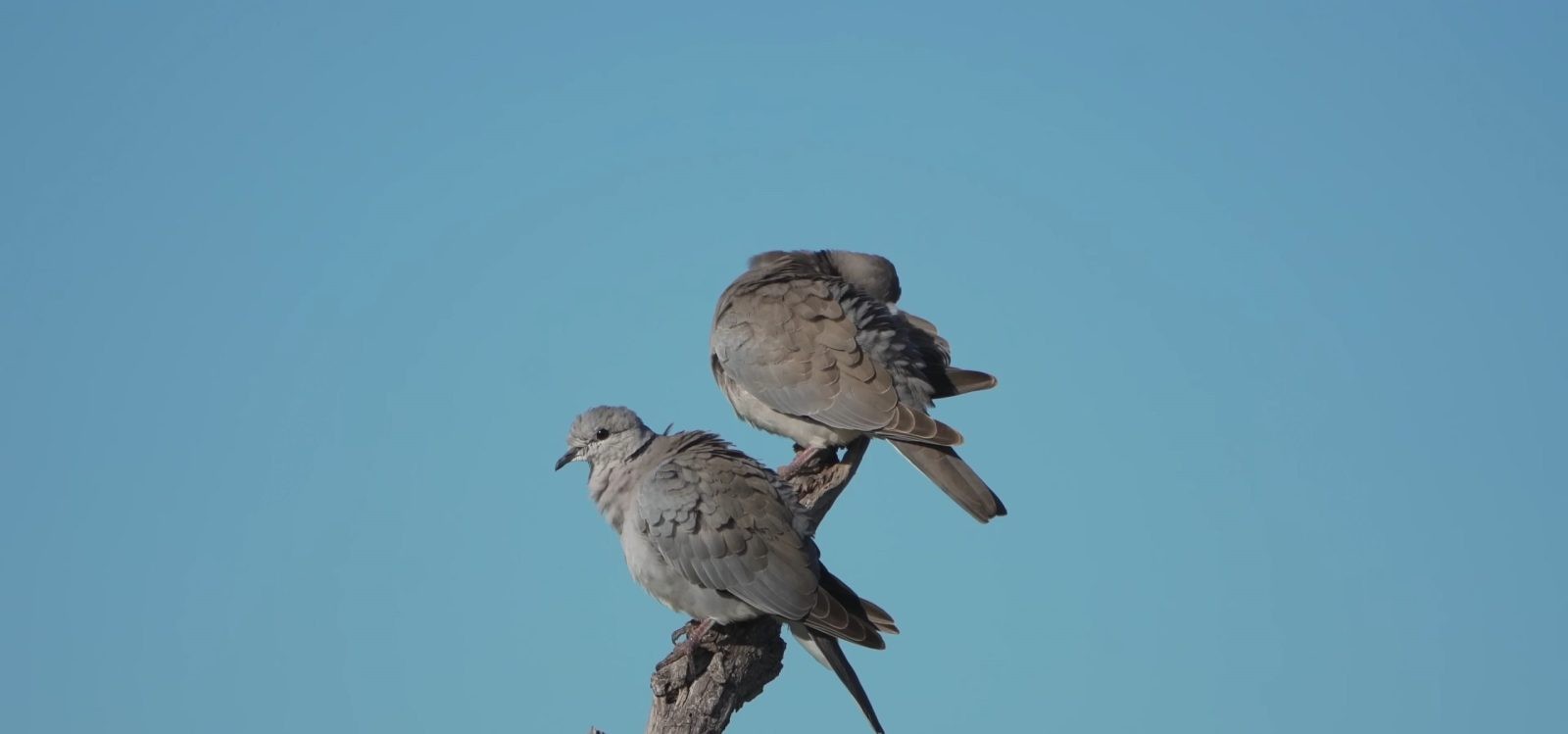 Ботсвана птицы