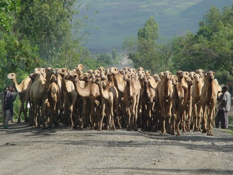 стадо верблюдов Эфиопия