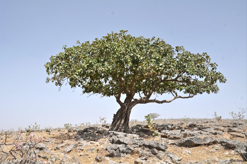 О природе Омана дерево