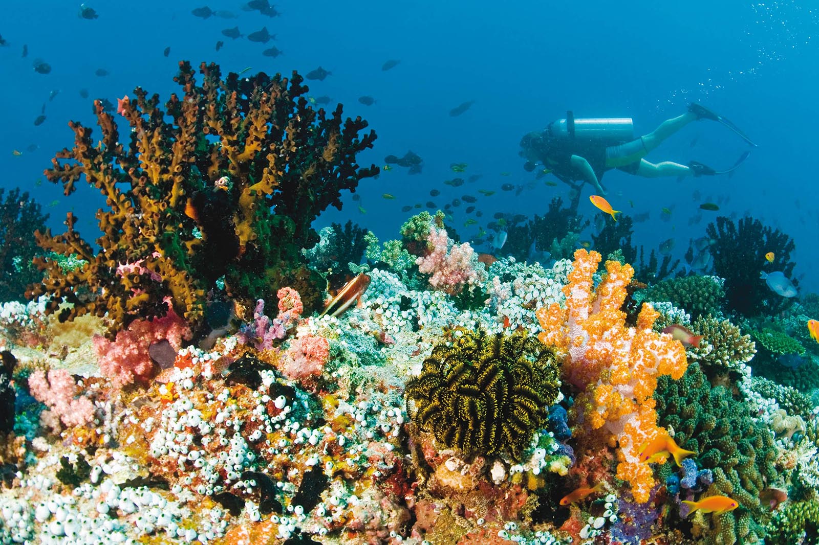 тайны Мальдив коралловый риф