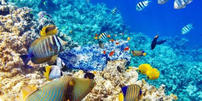 Подводный мир Маврикия: где и как наблюдать за рыбами
