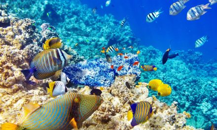 Подводный мир Маврикия
