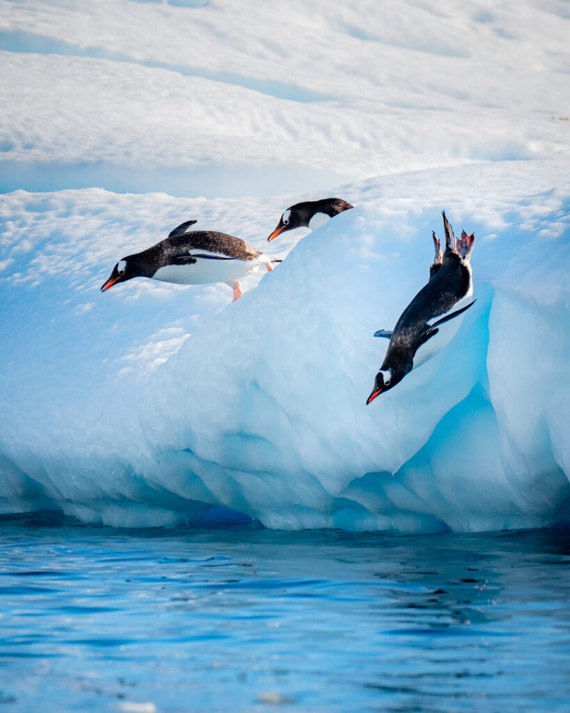 Антарктида пингвины прыгают